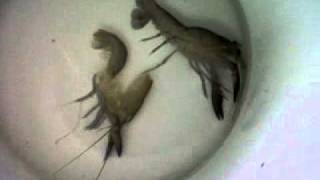 VID 00002 20110601 1238