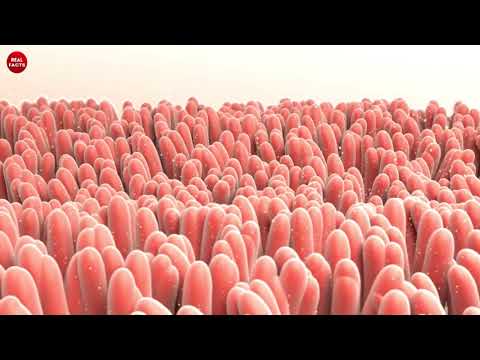 Top -  ფაქტები ადამიანის სხეულის შესახებ