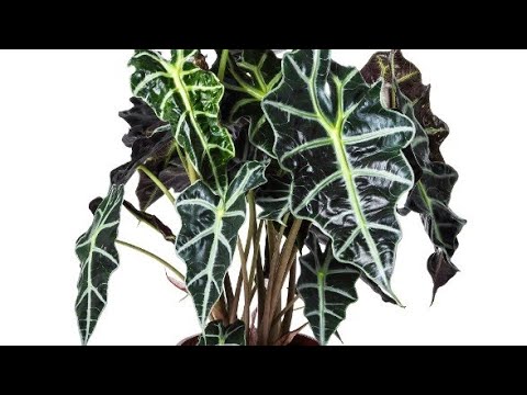 Video: Kako Se Brinuti Za Sobne Biljke Ljeti