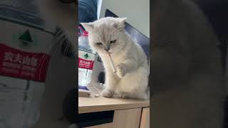 5 This cat is so handsome   so handsome to me #cat’s confusing behavior #cute pet #kitten can cure e