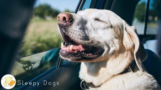 12 Hours Calming Music for Dogs & Puppy: Deep Sleep Music for Anxious & Calming Stress Relief Dogs!