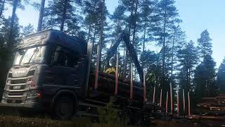 Scania R500 timbertruck loading. Timelapse