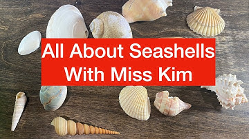 All About Seashells