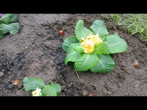 🌷 Planting Tulips \u0026 Primrose for a Colourful Autumn
