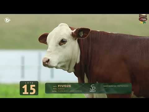LOTE 15   TAT FIV026 F Braford