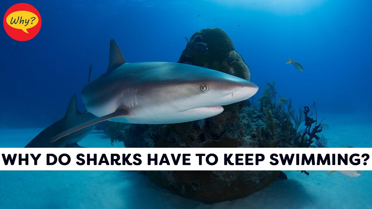 Why do sharks have to keep swimming? Fascinating facts 56 Why