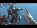 Scariest Animal Encounters of All Time Caught on Camera in 59 Minutes