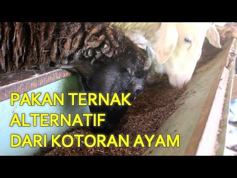 Video: Pengering Sampah: Aplikasi Untuk Unggas Di Rumah Unggas (ayam, Itik) Dan Untuk Lembu. Apa Itu Adsorben Dan Diatomit? 