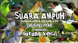 suara burung kutilang ribut pikat semua jenis burung liar ampuh terbukti paling jos gandos anti zonk