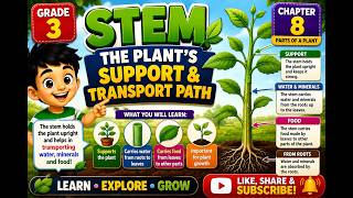 Stem The Plants Support Transport Path Grade 3 Chapter 8 Parts Of A Plant