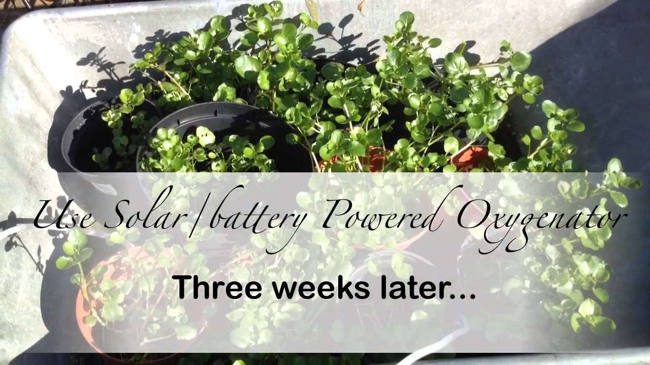 Growing Watercress 