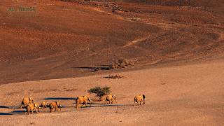 Desert Elephants: The Ultimate Guide to Nature’s Greatest Survivors
