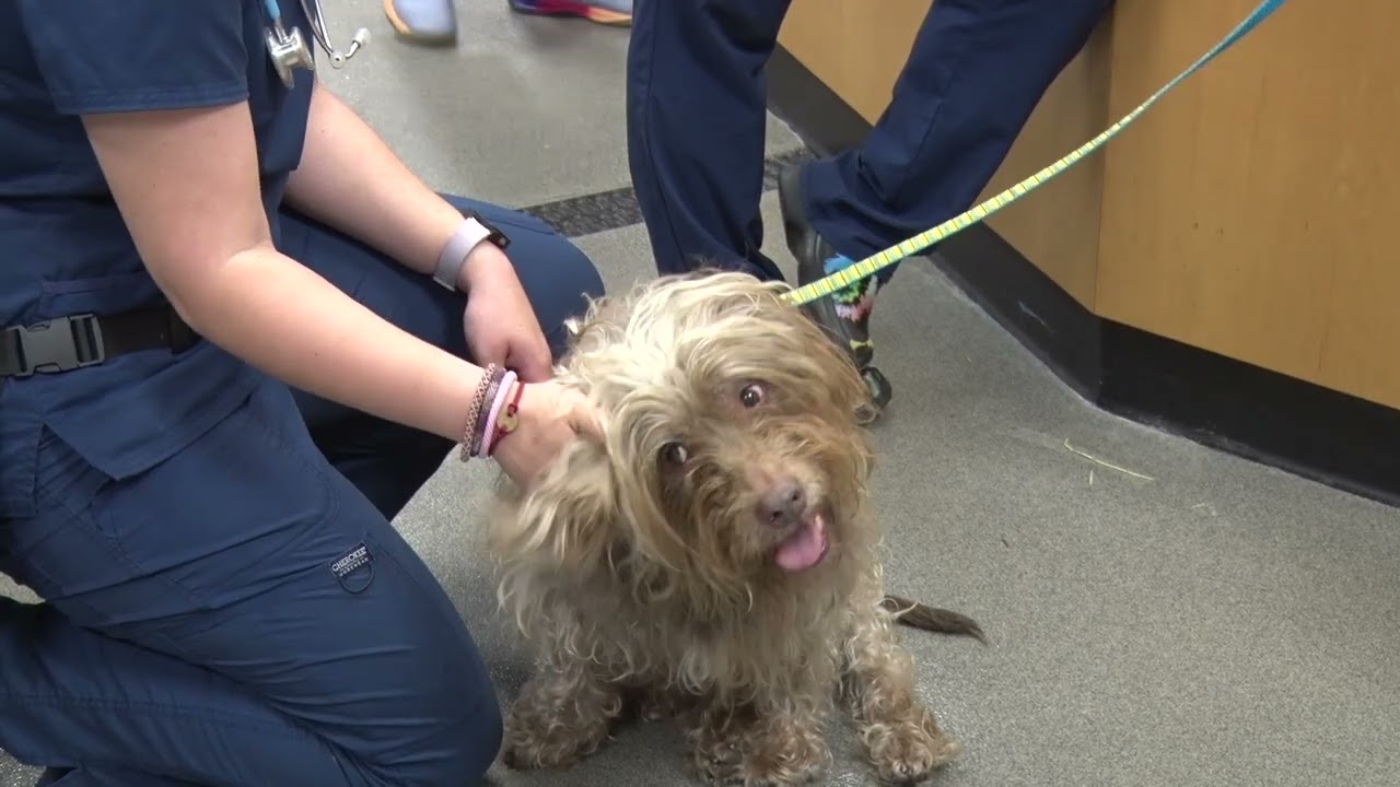 HCC VET TECH ANIMAL WELLNESS CLINIC SUMMER 2023