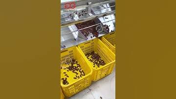 Fruit Blueberry Grading Dates Sorting Machine