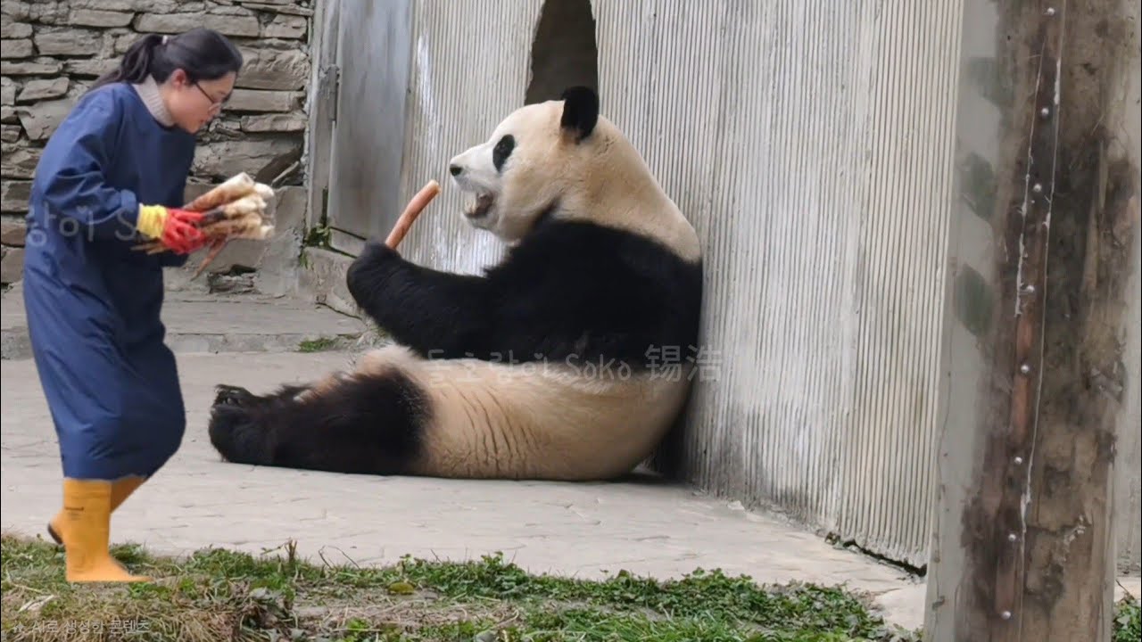 왕사육사님의 극진한 푸야 케어~❤️ | 2월 23일(푸바오 실시간) Panda Fubao