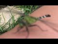 Coolest Dragonfly EVER! Up close and personal!
