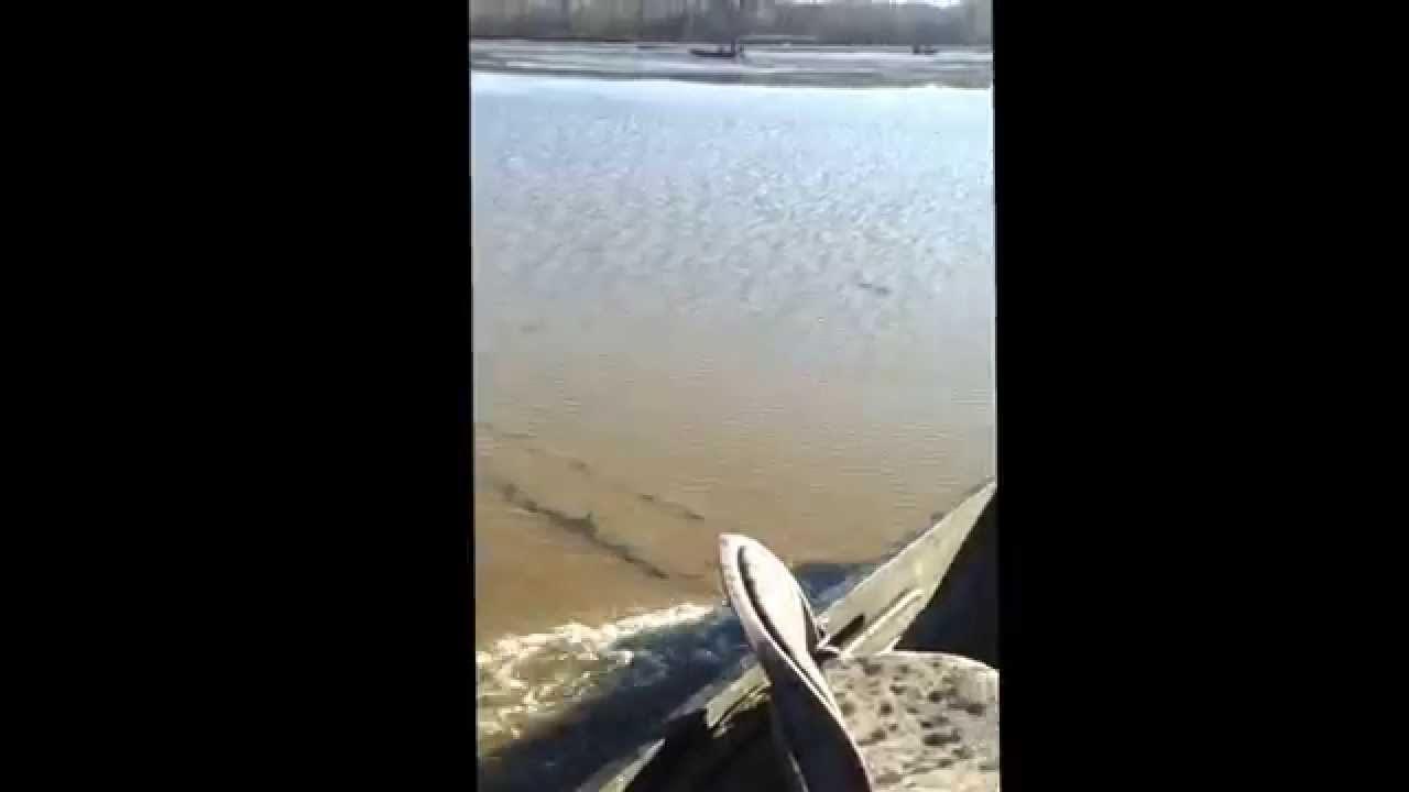 Gator glide in thick lillys and drifting mud YouTube