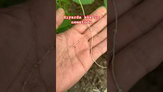 Hıyarda Kök Ur Nematodu