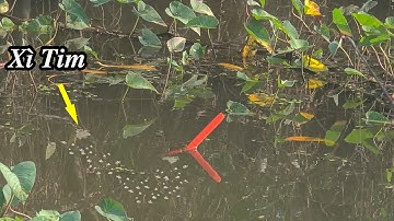 Câu Cá Rô Trê , Đụng Bầy Cá Trê Đen Xì Tim Kéo Chìm Lút Phao Dưới Đám Rau Muống