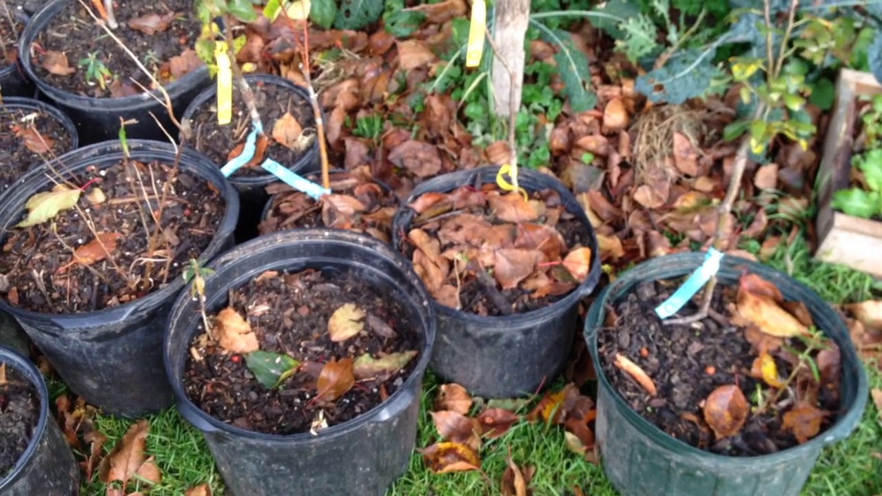 Potted Polycultures - Guilds to Go!