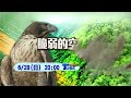脆弱霸主命運十字  翻山越嶺尋覓熊鷹｜TVBS新聞 @TVBSNEWS01
