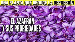 EL AZAFRÁN y sus BENEFICIOS, EL ORO ROJO - PLANTAS MEDICINALES screenshot 4