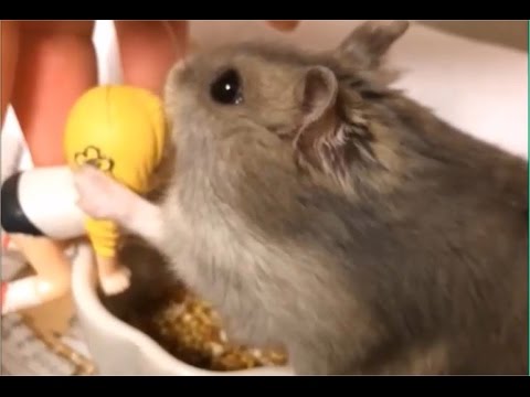 cute-hamster-vine-compilation-2015-part-2