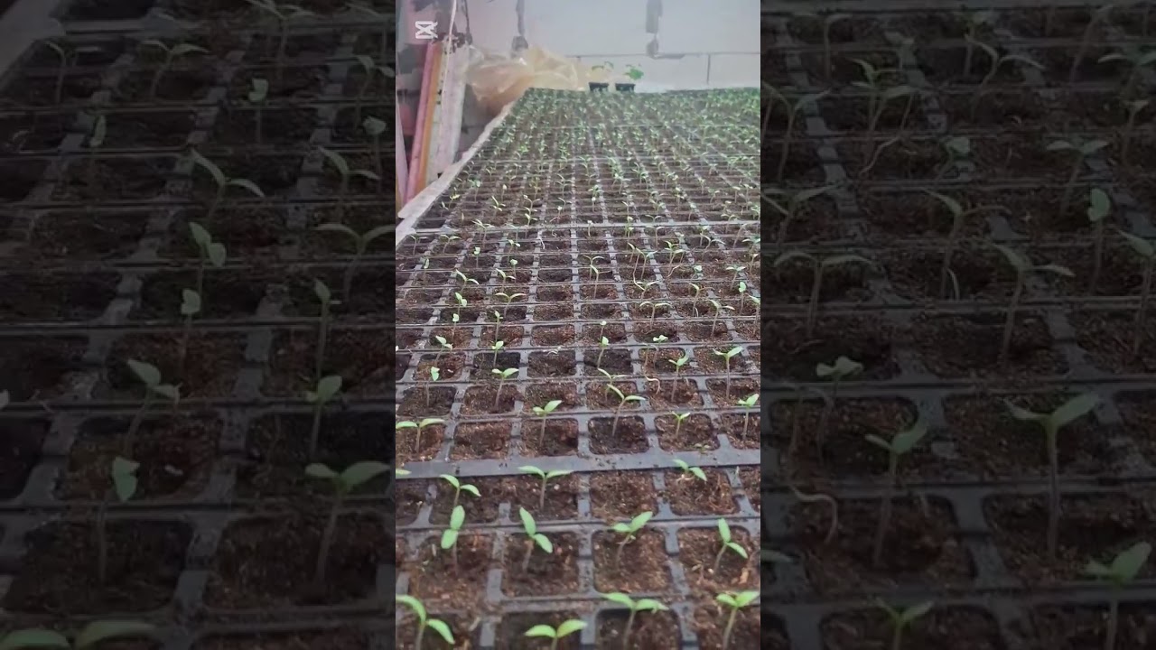 Бюджетные светодиодные лампы для отличного урожая!