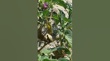 Cây Cà độc dược - Datura metel L có độc tính🤮