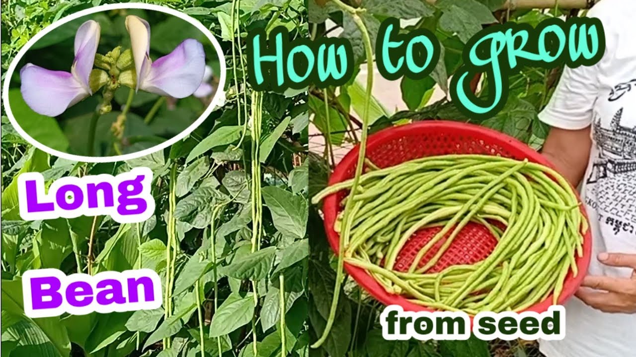 Вигна графиня. Love beans wait. Спаржевая фасоль вигна. Love quotes. True love stories never have endings.