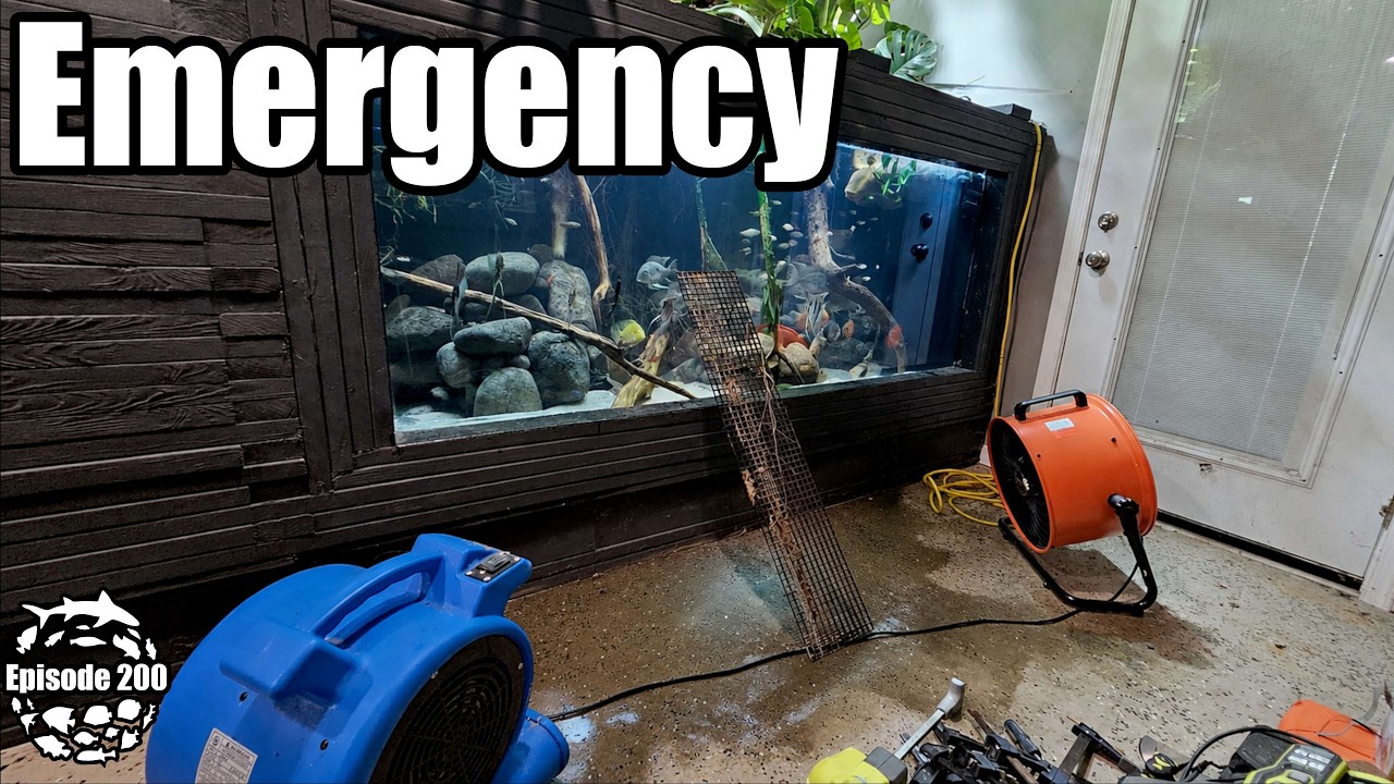 Aquarium Emergency, Overhead Sump Build & Scaping a 800 Gallon Discus Cube Aquarium