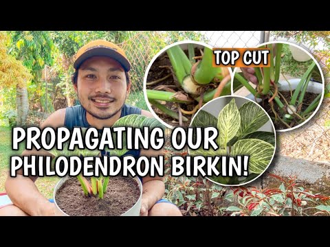 HOW TO PROPAGATE YOUR PHILODENDRON BIRKIN PLUS CARE TIPS AND TRICKS!