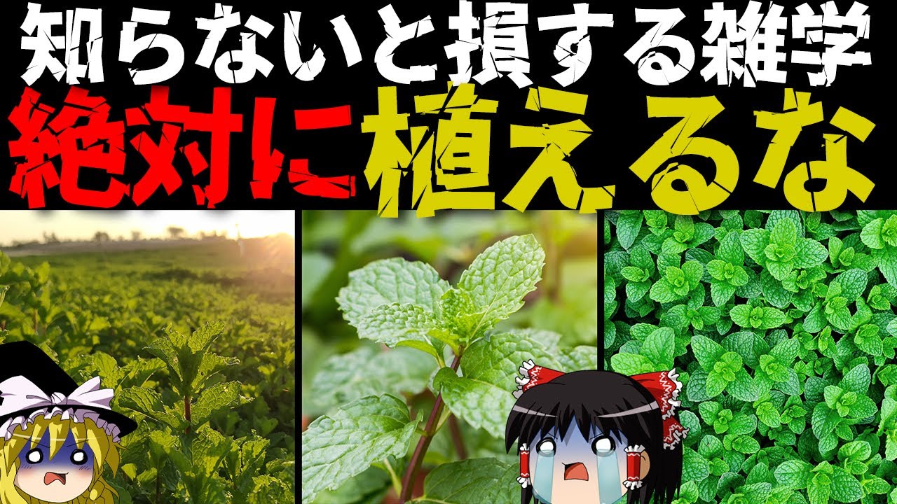 悲報 ミントを庭に植えると になる Youtube
