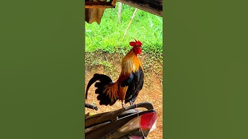 #chicken ✅ Tiếng gà rừng gáy chuẩn 2026 #garung #tiếnggàrừnggáy #chuongga