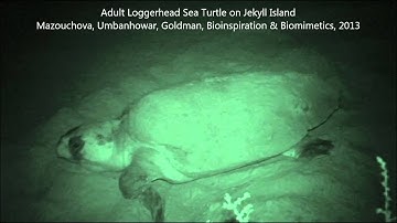 Adult loggerhead sea turtle on Jekyll Island
