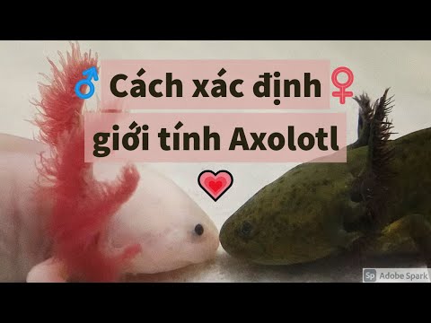 Video: Cách làm sạch hồ cá koi: 15 bước (có hình ảnh)