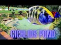 Amazing biggest cichlids pond hand feeding fernandomoralesf1  falcon aquarium services