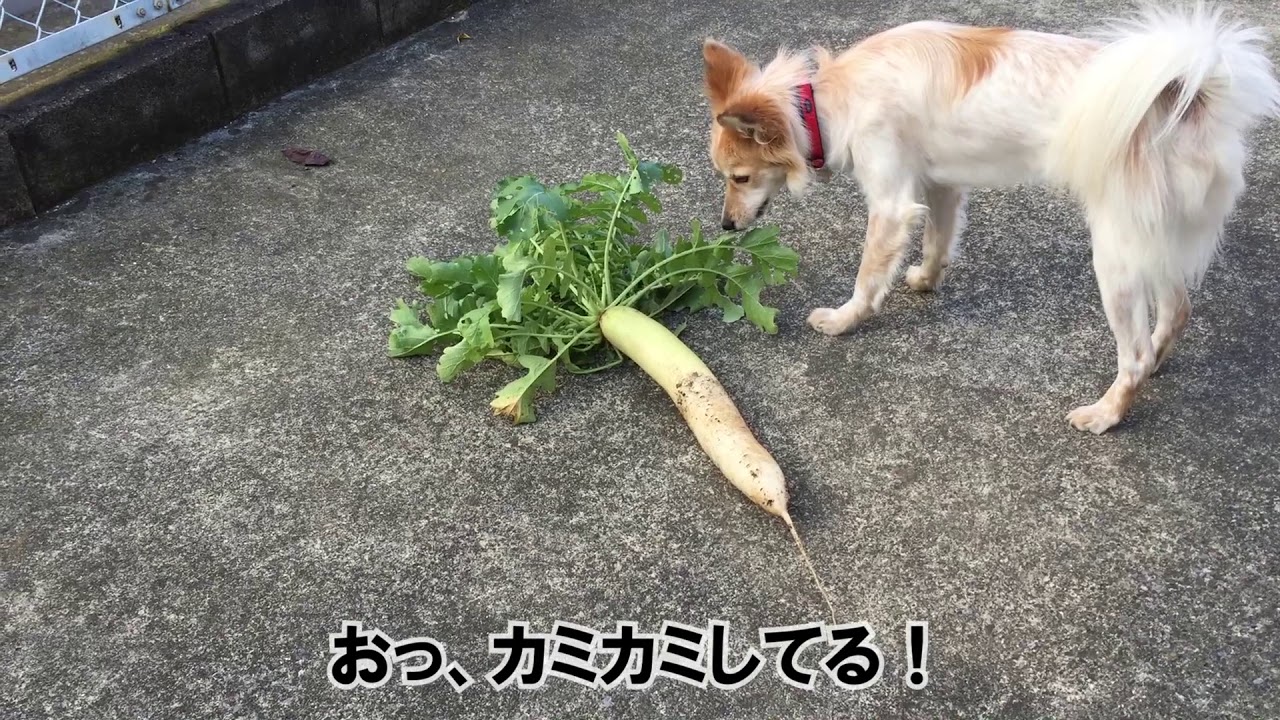 大根が怖い Youtube 大根が怖い Youtube