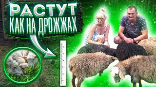 КУПИЛ ХУТОР в ЛЕСУ на КРАЮ БОЛОТА. №135. МЫ НЕ ОЖИДАЛИ!!!