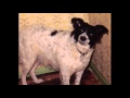 A TRIBUTE TO JUDY THE BORDER COLLIE
