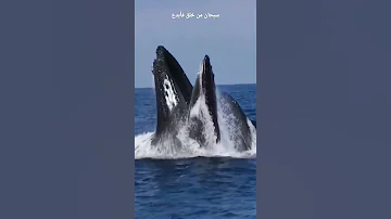 سبحان من خلق فأبدع في خلقه 