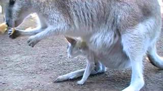 BABY KANGAROO IN HIS MOM'S POCKET / BEBE KANGOUROU DANS LA POCHE DE SA MAMAN