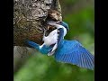 Collared Kingfisher Nest Building Slow Motion HD