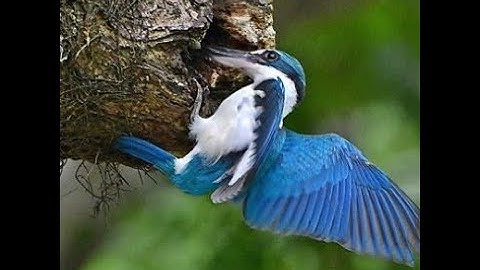 Collared Kingfisher Nest Building Slow Motion HD
