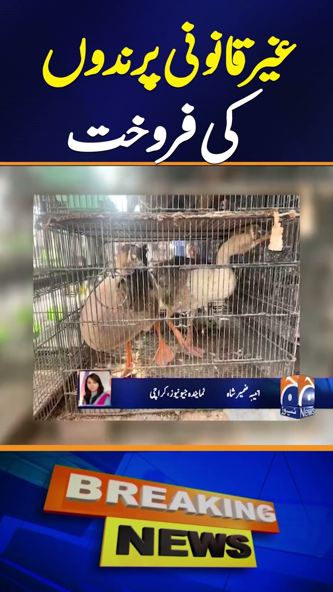 Illegal Sale of Birds in Karachi: Geo News