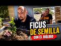 Una mañana trabajando ficus DE SEMILLA con el Biólogo