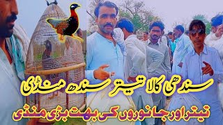 Sindh Kala Teetar Mandi  Teetar Mandi  Dakhni Irani Kala Teetar Chicks Animals Mandi Sindh 2023