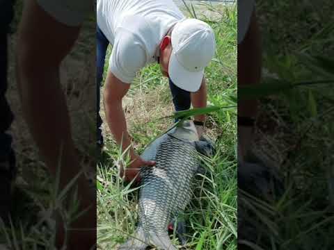 Chỗ Anh Em Có Cá Hô Bự Này Không #Shorts