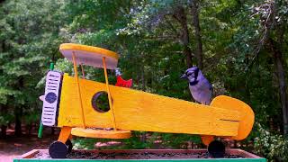 An Airplane in the Woods DIY Birdfeeder for Wild Birds  Trailer @tvforcats