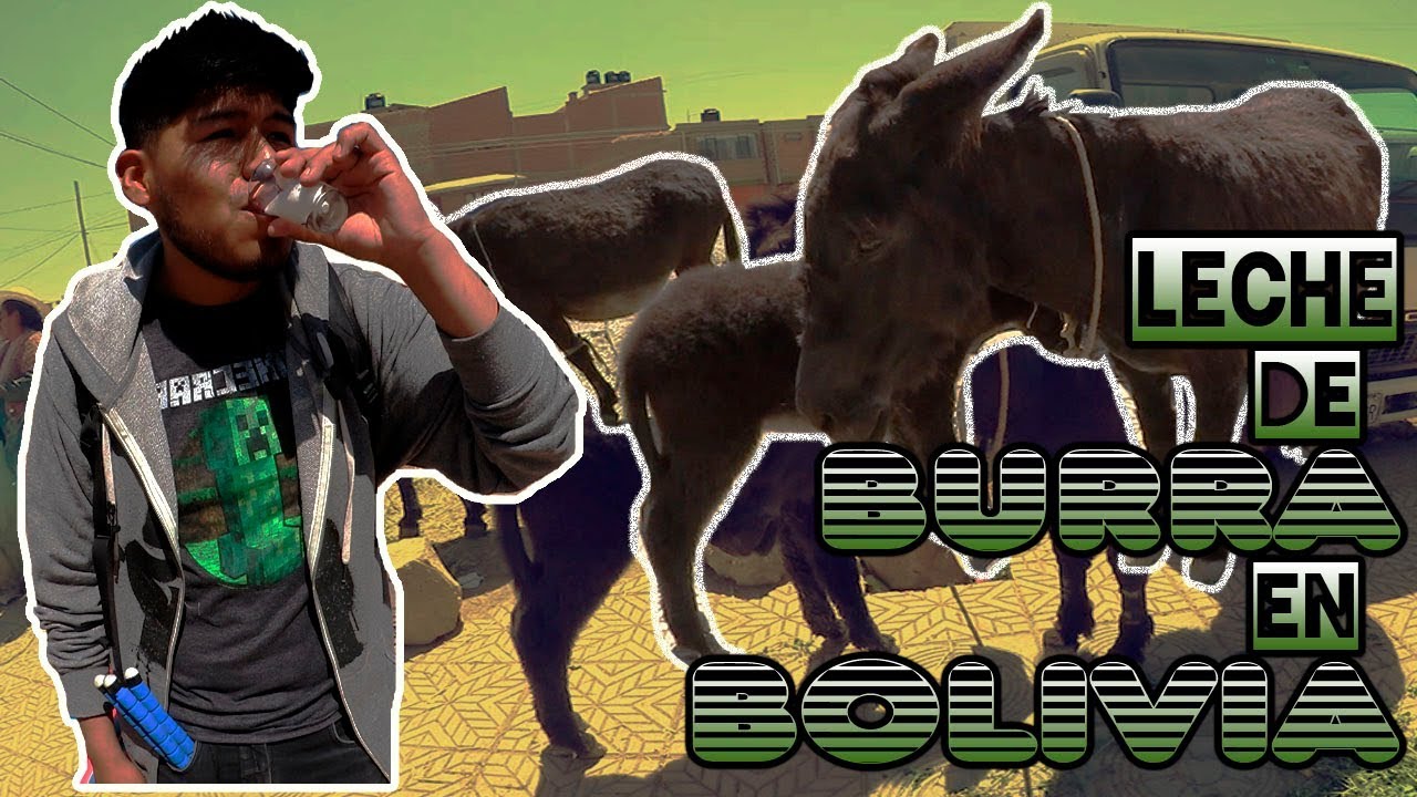 Probé LECHE de BURRA ¿es cierto que cura enfermedades? YouTube Probé LECHE de BURRA ¿es cierto que cura enfermedades? YouTube